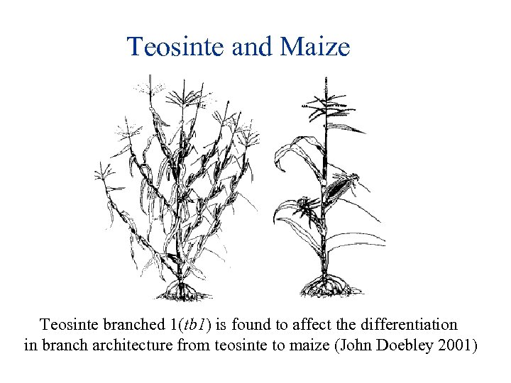 Teosinte and Maize Teosinte branched 1(tb 1) is found to affect the differentiation in