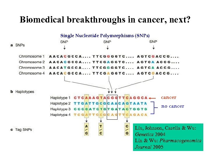 Biomedical breakthroughs in cancer, next? Single Nucleotide Polymorphisms (SNPs) cancer no cancer Liu, Johnson,