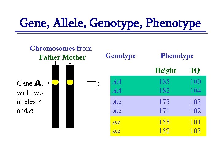 Gene, Allele, Genotype, Phenotype Chromosomes from Father Mother Gene A, with two alleles A