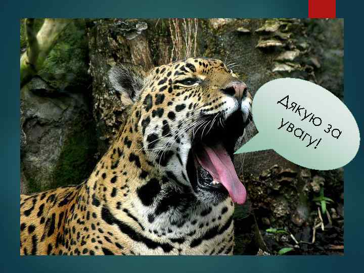 Дя ку ув ю з аг а у! 