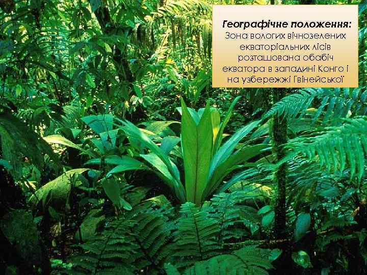 Географічне положення: Зона вологих вічнозелених екваторіальних лісів розташована обабіч екватора в западині Конго і
