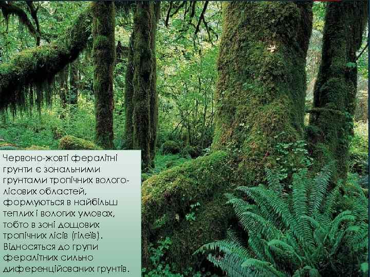 Червоно-жовті фералітні грунти є зональними грунтами тропічних вологолісових областей, формуються в найбільш теплих і