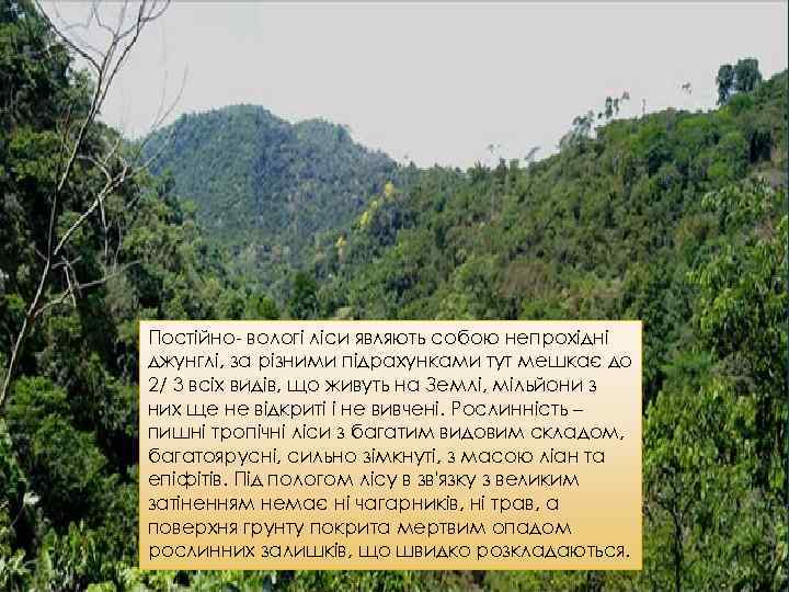 Постійно- вологі ліси являють собою непрохідні джунглі, за різними підрахунками тут мешкає до 2/