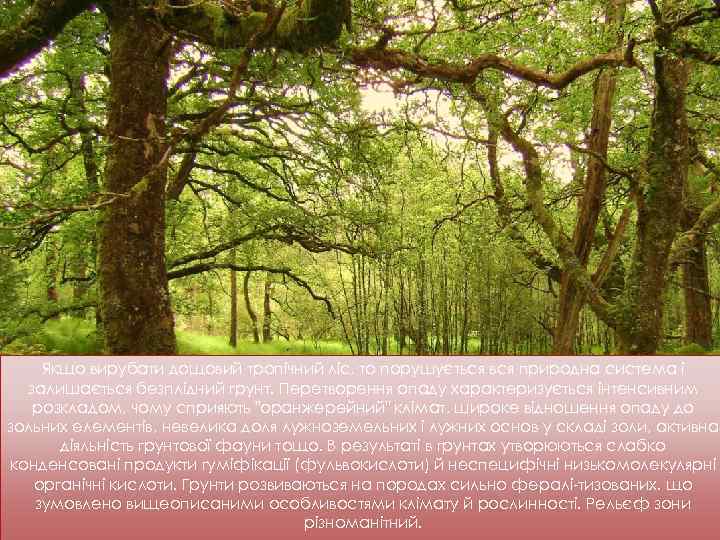 Якщо вирубати дощовий тропічний ліс, то порушується вся природна система і залишається безплідний грунт.