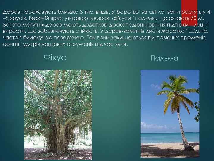 Дерев нараховують близько 3 тис. видів. У боротьбі за світло, вони ростуть у 4