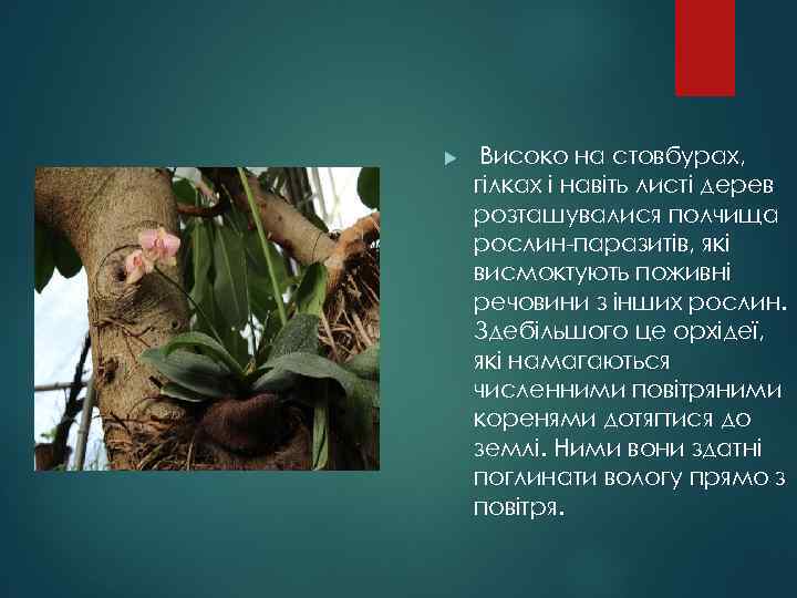  Високо на стовбурах, гілках і навіть листі дерев розташувалися полчища рослин-паразитів, які висмоктують