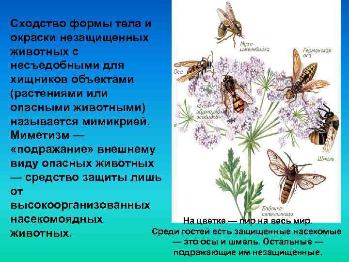 Сходство формы тела и окраски незащищенных животных с несъедобными для хищников объектами (растениями или