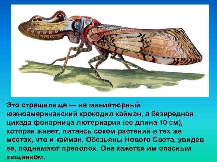 Это страшилище — не миниатюрный южноамериканский крокодил кайман, а безвредная цикада фонарница лютернария (ее
