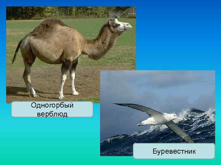 Одногорбый верблюд Буревестник 