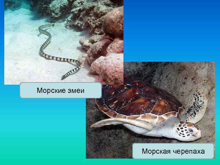 Морские змеи Морская черепаха 