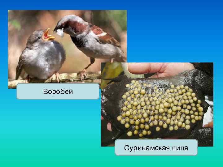 Воробей Суринамская пипа 