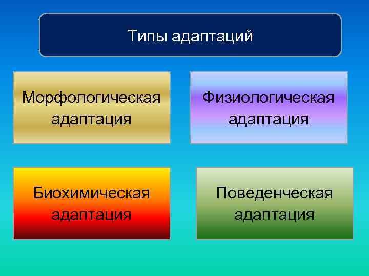 Типы адаптаций Морфологическая адаптация Биохимическая адаптация Физиологическая адаптация Поведенческая адаптация 
