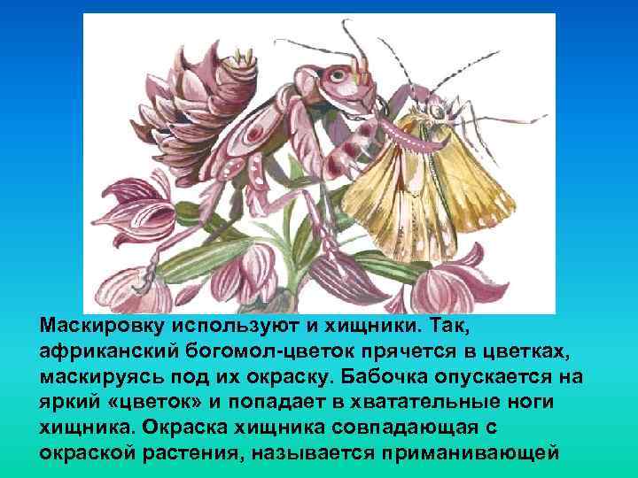 Маскировку используют и хищники. Так, африканский богомол-цветок прячется в цветках, маскируясь под их окраску.