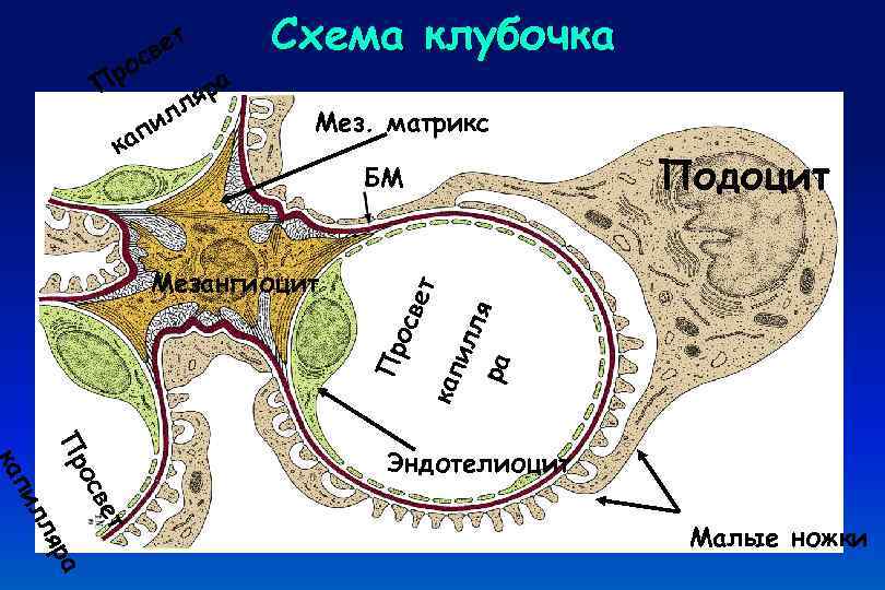 ил п Мез. матрикс Подоцит БМ кап Пр осв Мезангиоцит ил ля ра ка