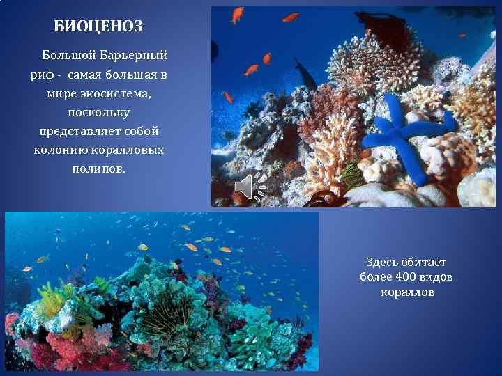 Сообщество кораллового рифа. Большой Барьерный риф биоценоз. Биогеоценоз большой Барьерный риф. Большой Барьерный риф коралловые полипы Австралия. Организмы в большом барьерном рифе.