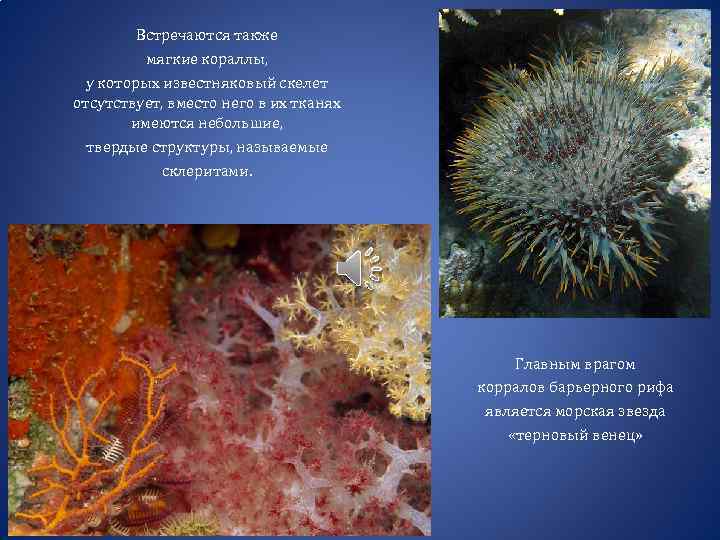Встречаются также мягкие кораллы, у которых известняковый скелет отсутствует, вместо него в их тканях