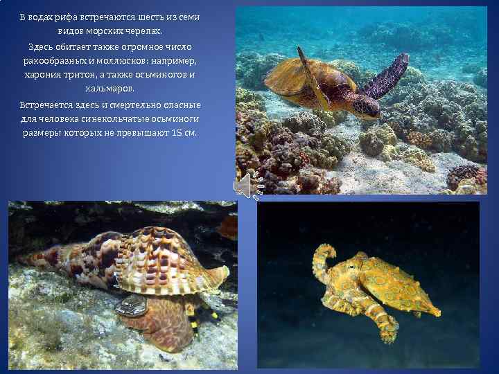 В водах рифа встречаются шесть из семи видов морских черепах. Здесь обитает также огромное