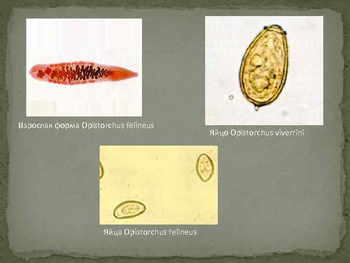 Описторхи яйца фото
