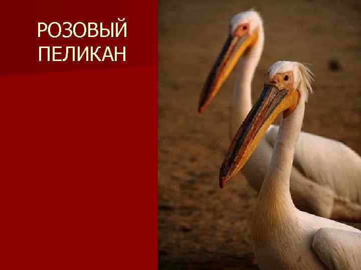 РОЗОВЫЙ ПЕЛИКАН 