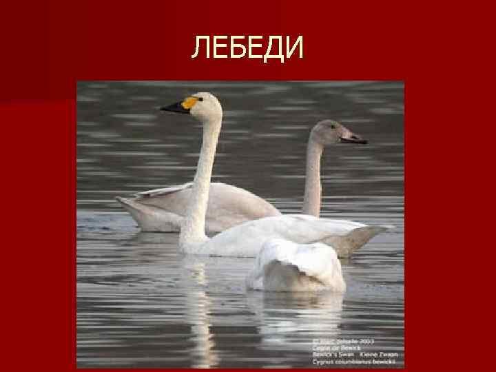 ЛЕБЕДИ 