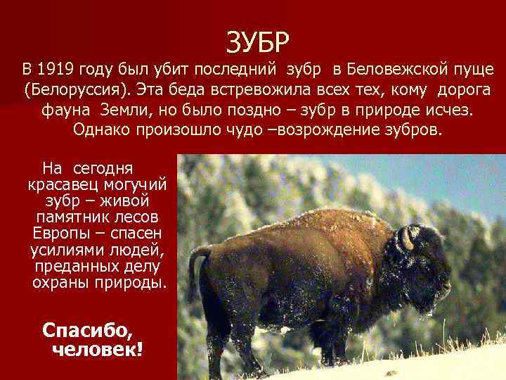 ЗУБР В 1919 году был убит последний зубр в Беловежской пуще (Белоруссия). Эта беда