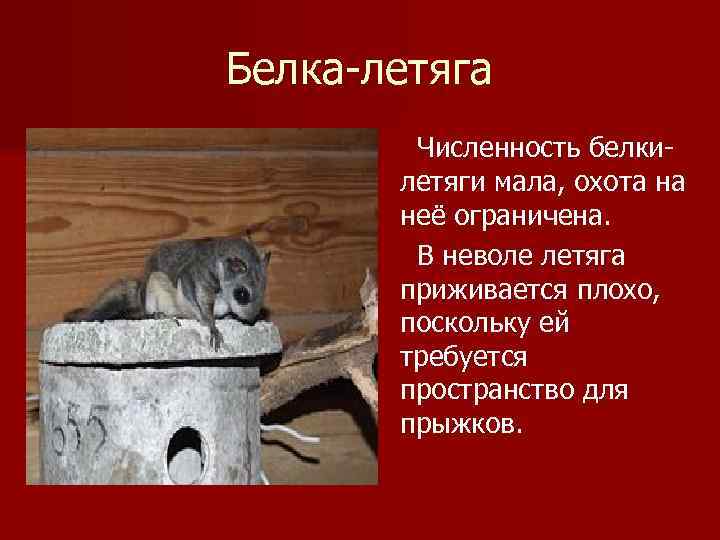 Белка-летяга Численность белкилетяги мала, охота на неё ограничена. В неволе летяга приживается плохо, поскольку