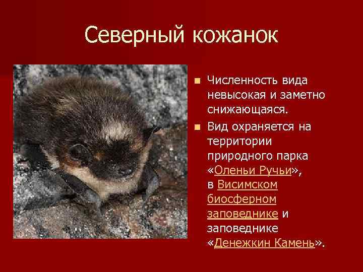 Северный кожанок Численность вида невысокая и заметно снижающаяся. n Вид охраняется на территории природного