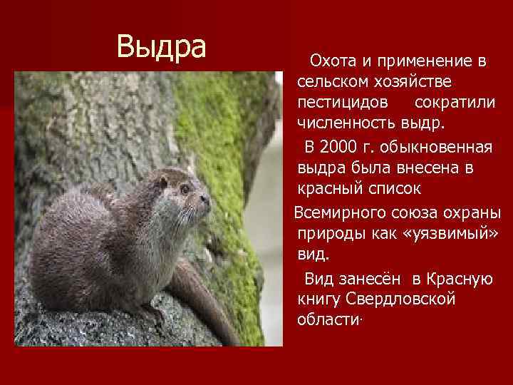 Выдра Охота и применение в сельском хозяйстве пестицидов сократили численность выдр. В 2000 г.