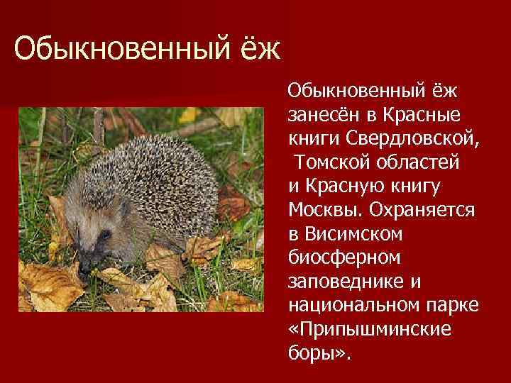 Обыкновенный ёж занесён в Красные книги Свердловской, Томской областей и Красную книгу Москвы. Охраняется