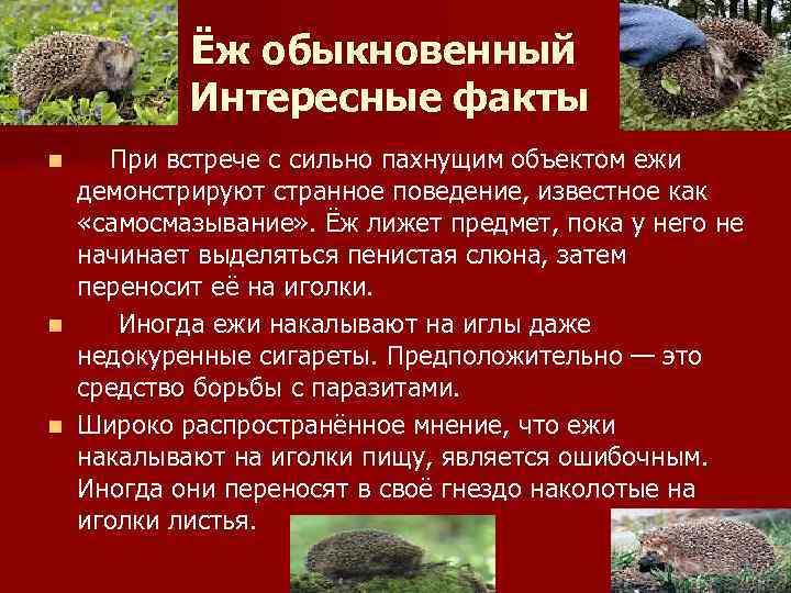 Ёж обыкновенный Интересные факты n n n При встрече с сильно пахнущим объектом ежи
