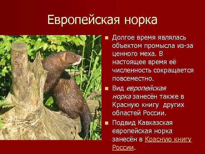Европейская норка Долгое время являлась объектом промысла из-за ценного меха. В настоящее время её