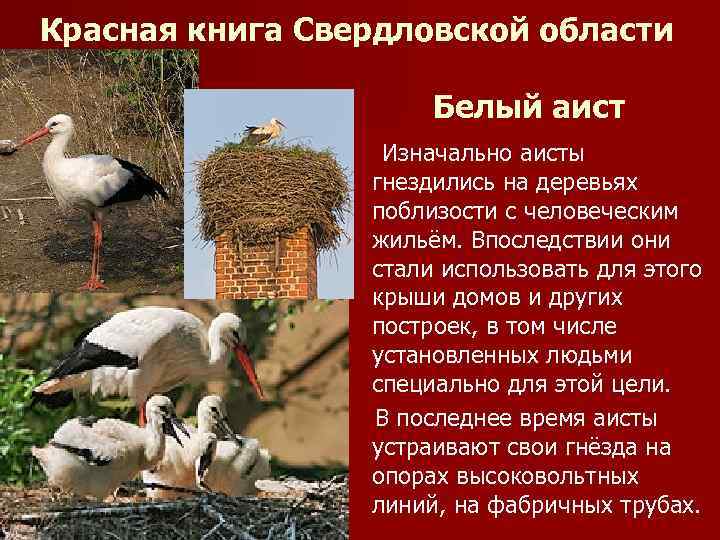 Красная книга Свердловской области Белый аист Изначально аисты гнездились на деревьях поблизости с человеческим
