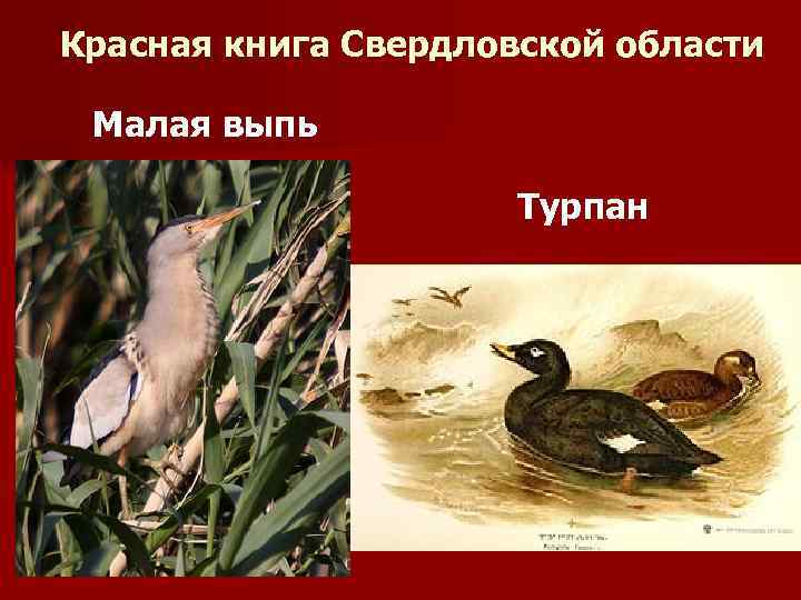 Красная книга Свердловской области Малая выпь Турпан 