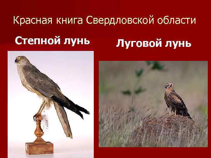 Красная книга Свердловской области Степной лунь Луговой лунь 