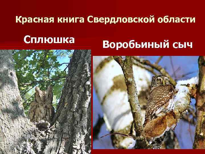Красная книга Свердловской области Сплюшка Воробьиный сыч 