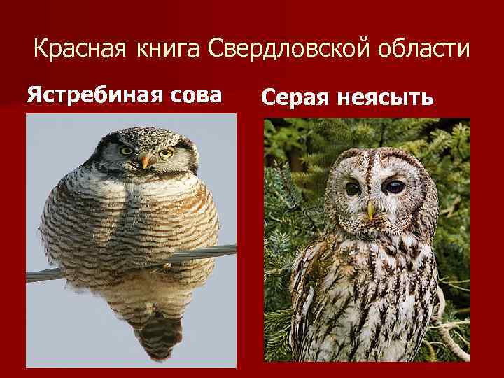 Красная книга Свердловской области Ястребиная сова Серая неясыть 