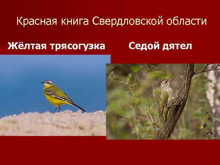 Красная книга Свердловской области Жёлтая трясогузка Седой дятел 
