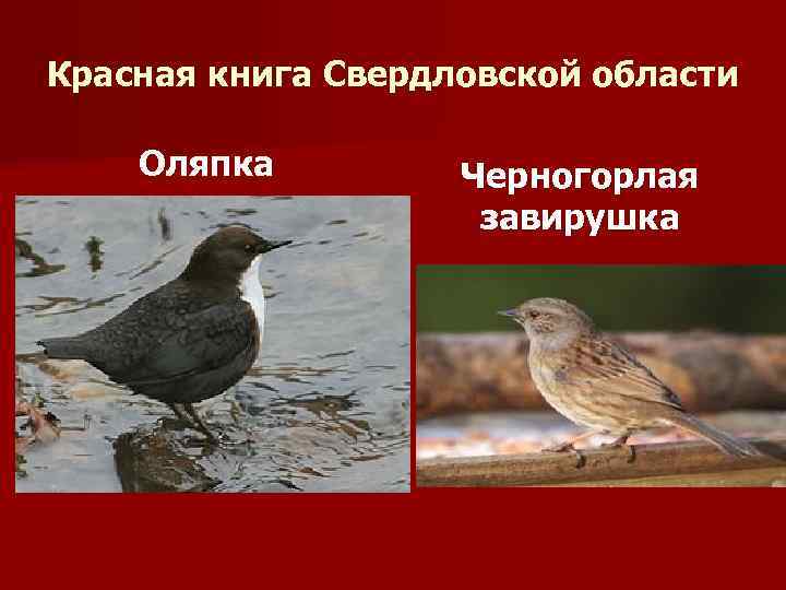Красная книга Свердловской области Оляпка Черногорлая завирушка 