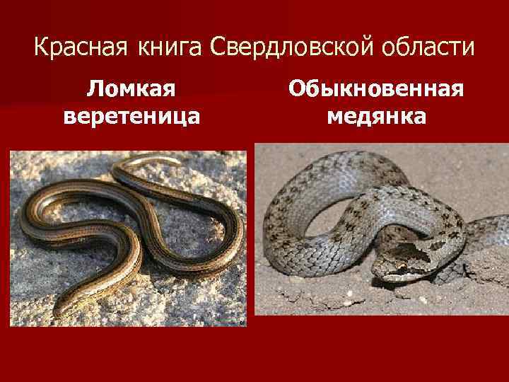 Красная книга Свердловской области Ломкая веретеница Обыкновенная медянка 