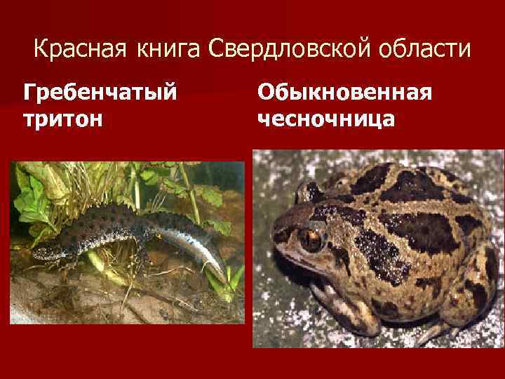 Красная книга Свердловской области Гребенчатый тритон Обыкновенная чесночница 