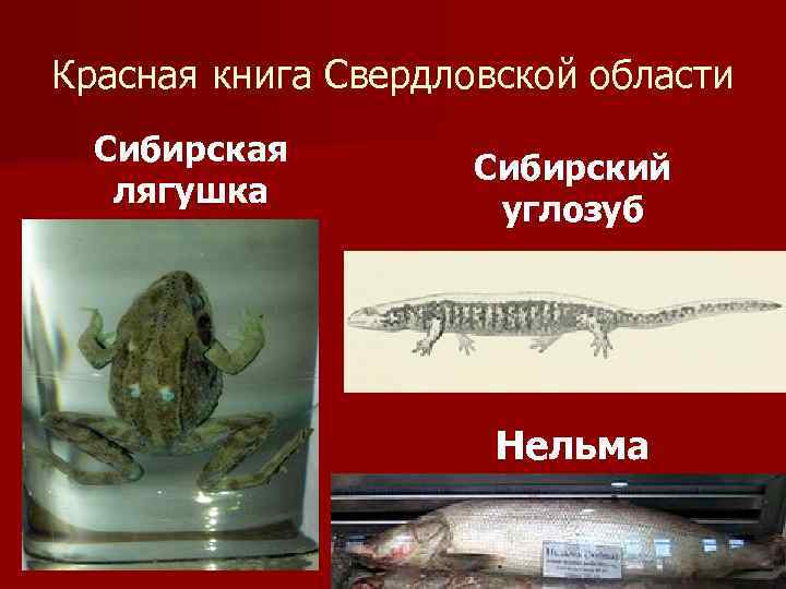 Красная книга Свердловской области Сибирская лягушка Сибирский углозуб Нельма 