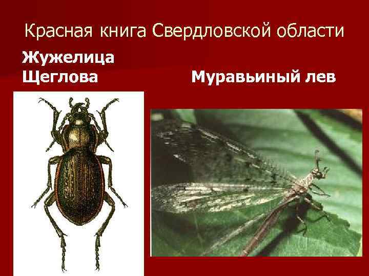 Красная книга Свердловской области Жужелица Щеглова Муравьиный лев 