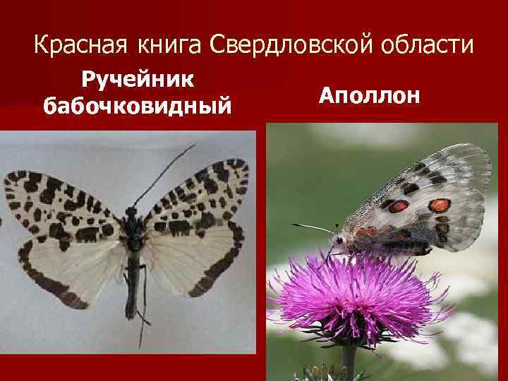 Красная книга Свердловской области Ручейник бабочковидный Аполлон 