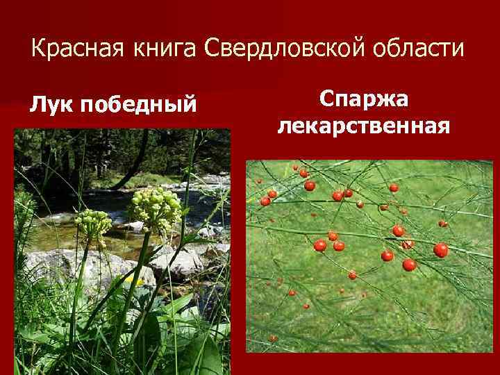 Красная книга Свердловской области Лук победный Спаржа лекарственная 