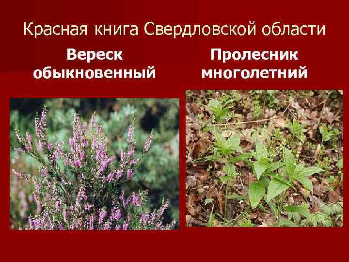 Красная книга Свердловской области Вереск обыкновенный Пролесник многолетний 