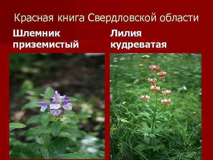 Красная книга Свердловской области Шлемник приземистый Лилия кудреватая 