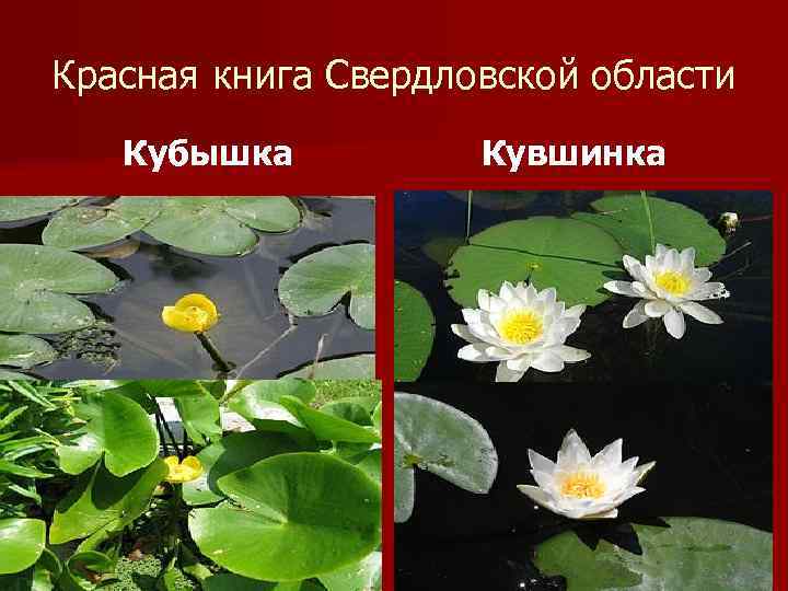 Красная книга Свердловской области Кубышка Кувшинка 