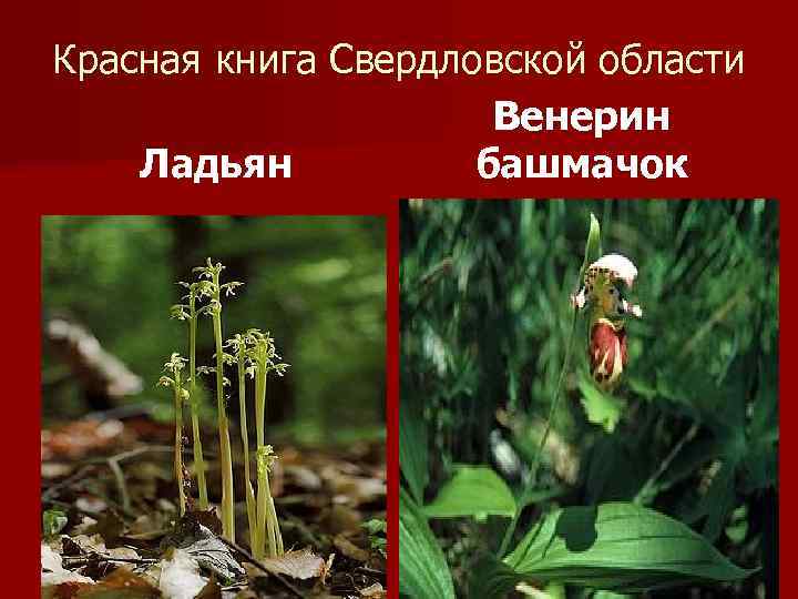 Красная книга Свердловской области Венерин Ладьян башмачок 