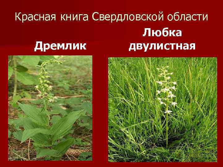 Красная книга Свердловской области Любка Дремлик двулистная 