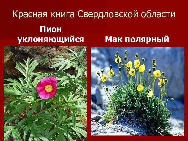 Красная книга Свердловской области Пион уклоняющийся Мак полярный 